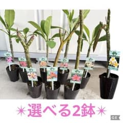 初心者様専用⭐︎2鉢セット ジャングルジャックス 南国の花 plumeria