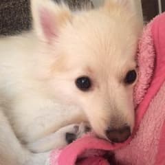 ソメイヨシノさん専用!!!のサムネイル