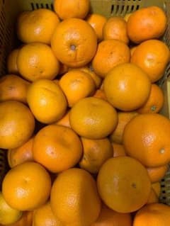和歌山県産【木成八朔】10キロのサムネイル