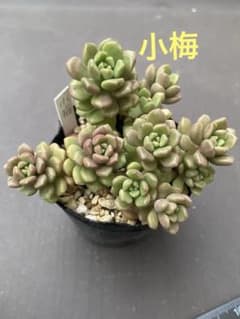 小梅　つぶつぶ屋さん　抜き苗　セダム　エケベリア　多肉植物のサムネイル