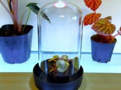 ドーム型ケース入り【七変化】★★ユキノシタ★★ミニ観葉植物のサムネイル