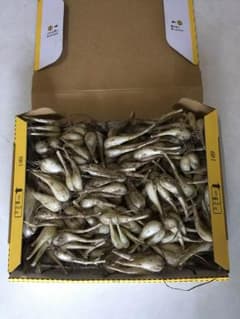 らっきょう１kg 農薬も肥料も使っていません。のサムネイル