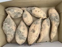 【訳あり品】 安納芋 黄金 13本 箱込み1.3kgのサムネイル