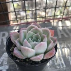 多肉植物　花月夜×ラパスのサムネイル