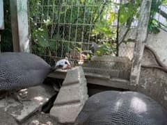 【送料込み】　ホロホロ鳥　有精卵　3個　美味しいのサムネイル