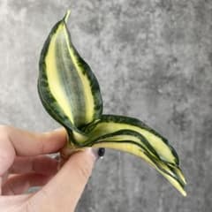 S15470☆オークション販売☆ サンスベリア ゴールデンウェンディ