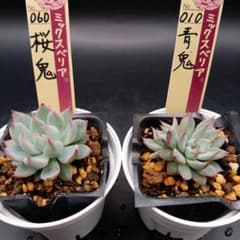 多肉植物 青鬼＆桜鬼 抜き苗 ミックスベリアおらいさん苗 - メルカリ