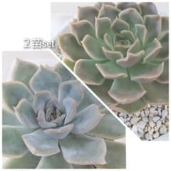 韓国苗  ２苗set  抜き苗のサムネイル