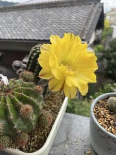 2種セットサボテン苗　黄いと橙の花のサムネイル