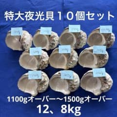 特大夜光貝　ヤコウ貝　まとめ売り　11個 12、8kgアクセサリー　ルアー 特大夜光貝 ヤコウ貝 まとめ売り 10個 12、8kgアクセサリー ルアー
