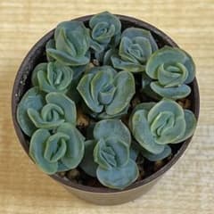 ❤️専用❤️✨メルカリ便✨❤️ラブリーローズ錦❤️        抜き苗⑤大特価セール♪ 2025年最新】ラブリーローズ錦の人気アイテム - メルカリ