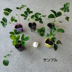 宝交早生　イチゴの抜き苗5株（ボット取り苗）ニンニク1個のサムネイル