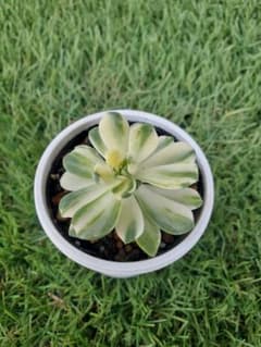 多肉植物】アエオニウム 愛染錦 抜き苗 q3 - メルカリ