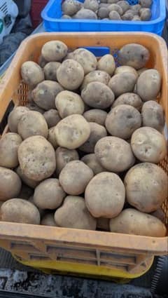 採れたて新鮮ジャガイモ　千葉県産10kgのサムネイル