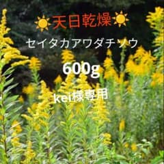 kei様専用　セイタカアワダチソウのサムネイル