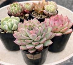 4.多肉植物　多肉セット　寄せ植え　初心者向け　多肉弁当のサムネイル