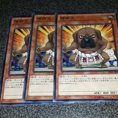 横綱犬（ヨコチュナ）　3枚のサムネイル
