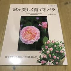 鉢で美しく育てるバラのサムネイル