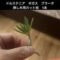ドルステニア ギガス ブラータ 挿し木苗① ネコポス発送】ドルステニア ギガス ブラータ 挿し木用カット枝1本