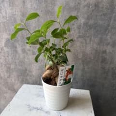 観葉植物 がじゅまるの木 鉢植え 鉢ごと発送 - メルカリ