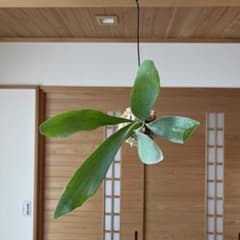 034 コウモリラン苔玉 ハンギング ビカクシダ ネザーランドのサムネイル