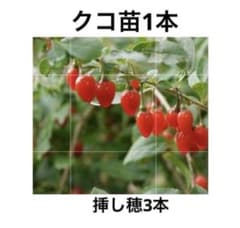 クコ苗木1本、挿し穂3本、今なら実付き？のサムネイル