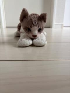 猫 ぬいぐるみ リアルのサムネイル