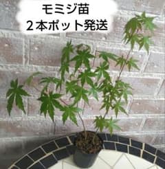 パルダリウム　屋久島　極姫ユキノシタ パルダリウム 屋久島 極姫ユキノシタ 2株♡ - メルカリ
