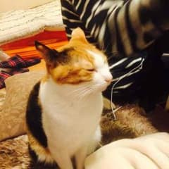 ぽぬこ様専用のサムネイル