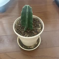 柱サボテン 抜き苗発送 - メルカリ