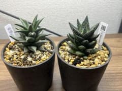 ハオルチア　2株セット 硬葉　多肉植物　観葉植物のサムネイル