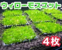 【無農薬】ウィローモスマット 約5cm×5cm 4枚のサムネイル