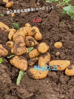 新鮮　新じゃがいも(北海黄金、メークイン)　5kg以上のサムネイル