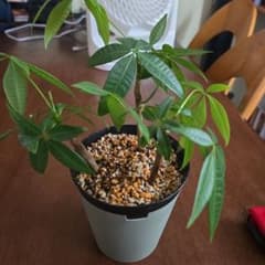 観葉植物 パキラ 3本のサムネイル
