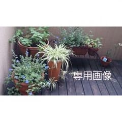 こちら確認画像です。商品ではありません。のサムネイル