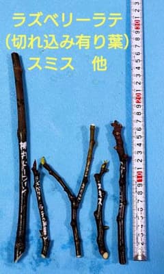 イチジク　穂木　ラズベリーラテ（切れ込み有り葉）他　４本のサムネイル