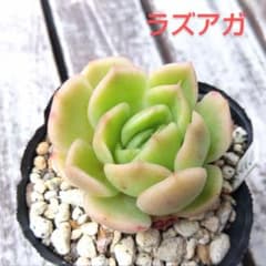 多肉植物　エケベリア　ラズアガのサムネイル