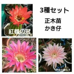 特価  3種セット  紅鶴の冠  紅透かし絵  伊豆の踊り子  w3～6,5のサムネイル