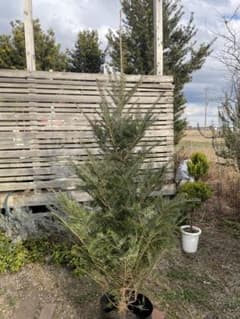 庭木　もみの木　高さ２１０センチ　直接引取り歓迎　埼玉県久喜市　配達可能 庭木 もみの木 高さ210センチ 直接引取り歓迎 埼玉県久喜市 配達