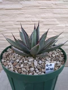 笹の雪 アガベ × 超選抜苗 ハイブリッド 国内実生 笹の雪×屈原の舞扇 アガベ 子株出品 ハイブリッド　子株4株付き 屈原の舞扇 アガベ