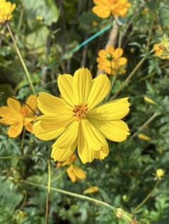 黄花コスモスのサムネイル