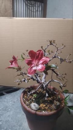 さつき盆栽(黒紅の月) 人気品種 手入れ済 さつき盆栽(黒紅の月) 人気品種 手入れ済 - メルカリ