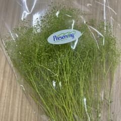 ミニカスミ草・エンジェルグリーンのサムネイル