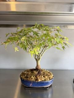 清姫もみじ　盆栽　箒作り　樹高20㎝ 清姫もみじ 盆栽 箒作り 樹高20㎝ | Mercari