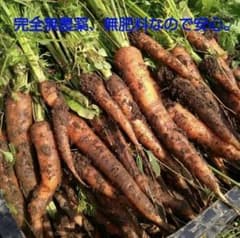 自然栽培　人参 B品込　10キロ　無農薬　無肥料のサムネイル