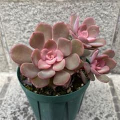 多肉植物　レッドノーブルのサムネイル