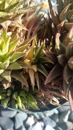 ハオルチア 十二の巻錦（多肉植物）のサムネイル