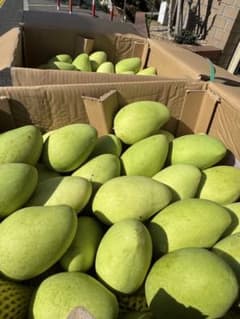 即発送可能‼️ベトナムのグリーンマンゴー5kg ベトナム産グリーンマンゴー約5kg(18〜19個)冷蔵発送