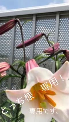 注意！とっち様専用です！リーガルリリー（小さめ2球）のサムネイル