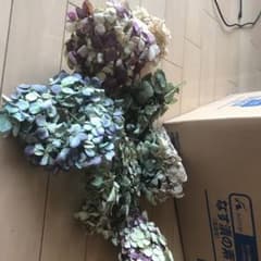 ドライフラワー　アジサイのサムネイル